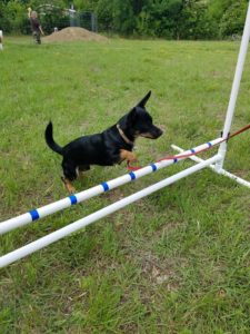 DIY Dog Agility Course That You Can Make At Home! - SitStay